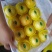 刚开始40万斤油桃黄菊油中油8黄吉油