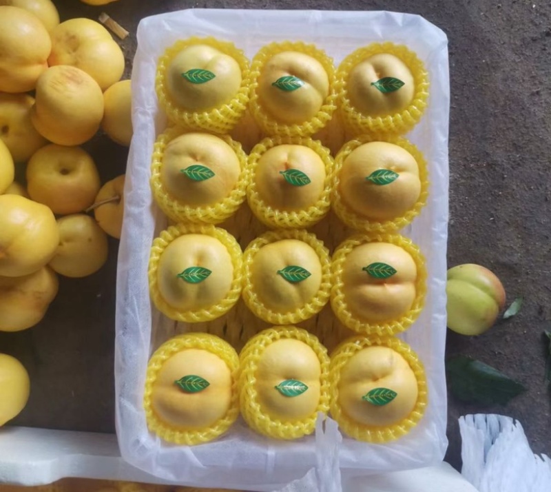 刚开始40万斤油桃黄菊油中油8黄吉油