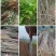 达20版药典标准川黄柏种苗