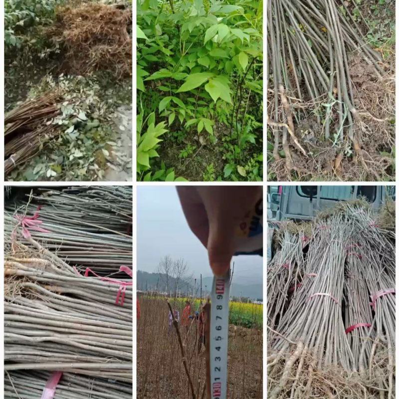 达20版药典标准川黄柏种苗