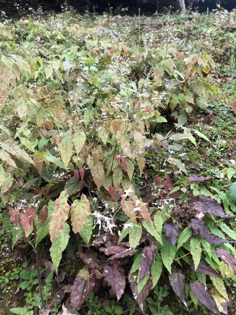 正宗川产柔毛淫羊藿种苗