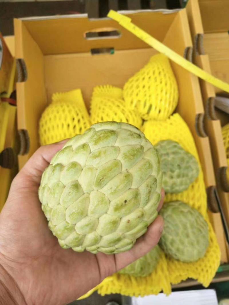 （已经上市）释迦果一件代发