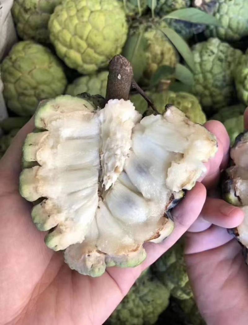 （已经上市）释迦果一件代发