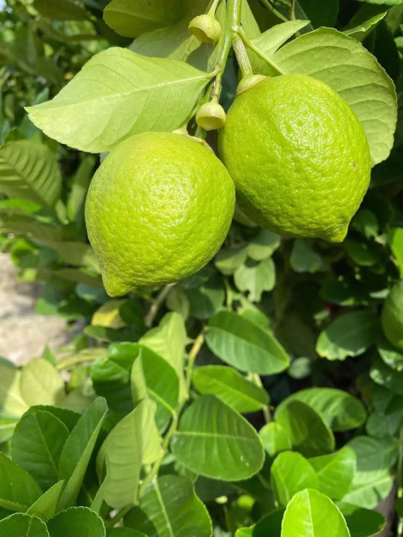 【香水柠檬】广东柠檬新鲜采摘绿色安全价格优惠一手货源