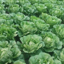 大白菜