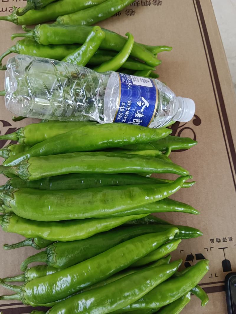 牛角椒，也叫七寸红量大条形好价钱不高