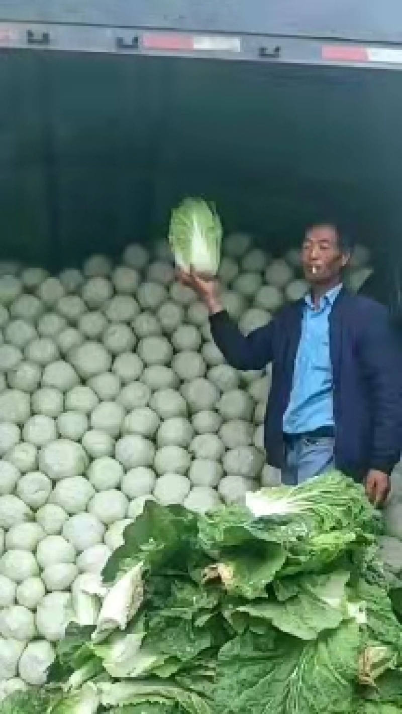 【黄心白菜】蔚县草沟堡乡产地发货量大从优，全国发货