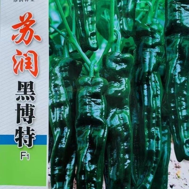 苏润黑绿色皱皮辣椒种子品种皱皮羊角形味香辣皮薄皱辣椒种
