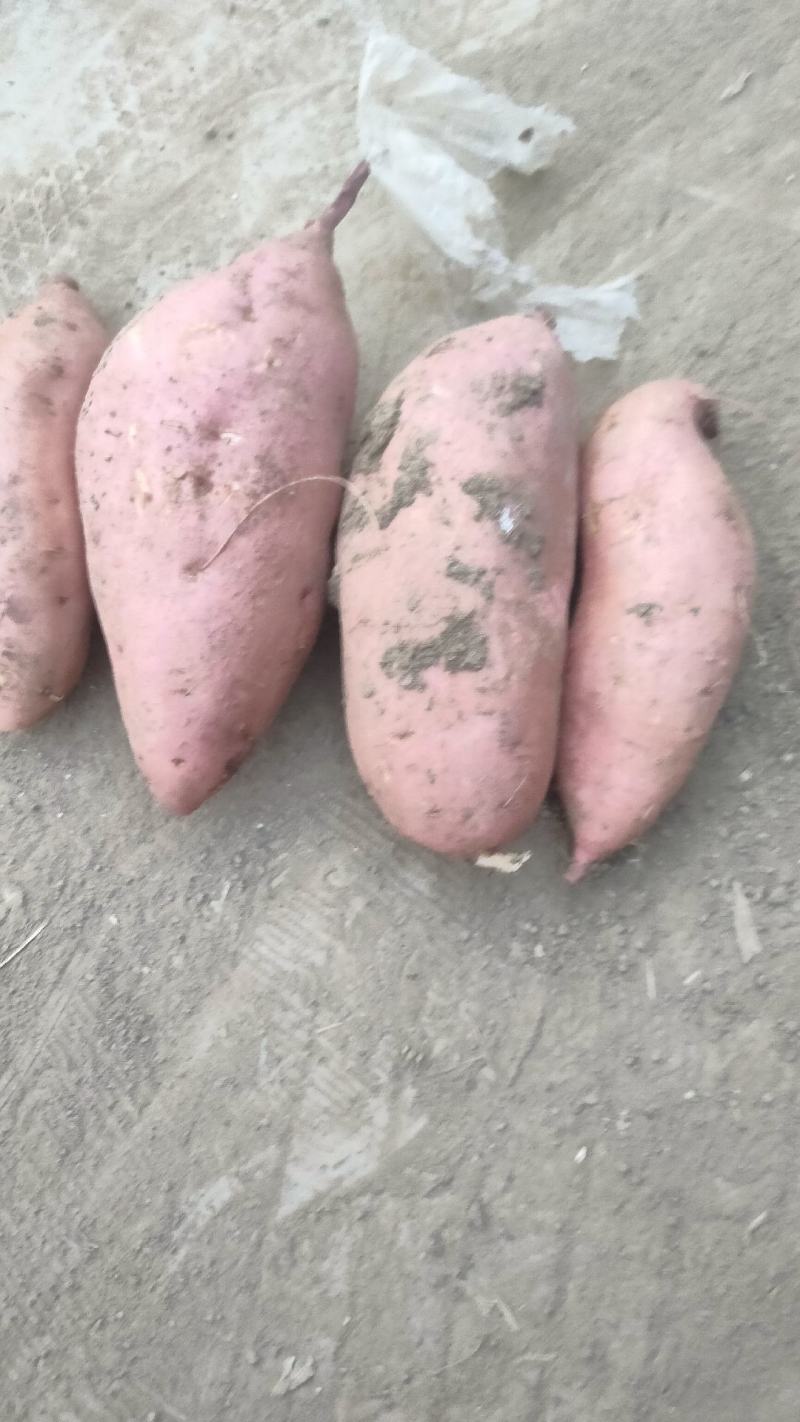 红薯龙九开挖，大量现货