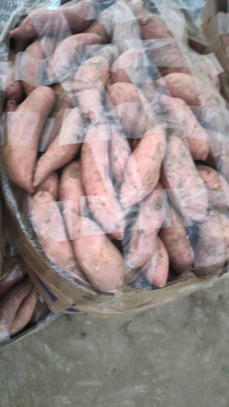 红薯龙九开挖，大量现货