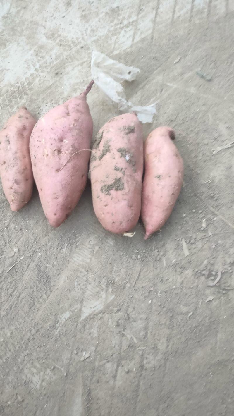 红薯龙九开挖，大量现货