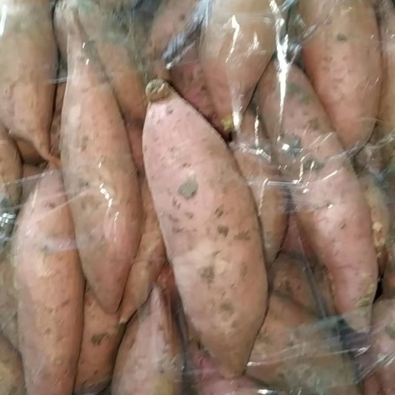 红薯龙九开挖，大量现货