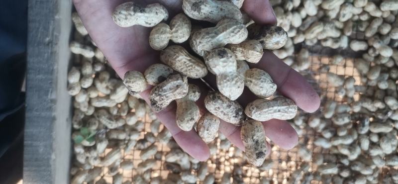 精品鲜花生电电商直供量供应长期有货，货源稳定