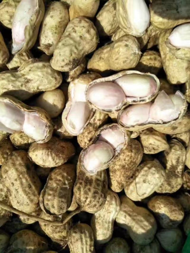 精品鲜花生电电商直供量供应长期有货，货源稳定