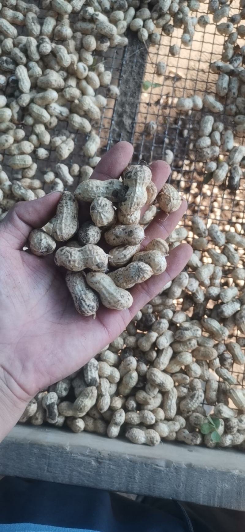精品鲜花生电电商直供量供应长期有货，货源稳定