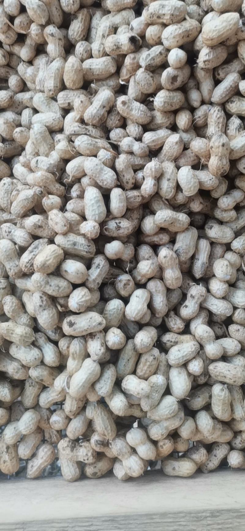 精品鲜花生电电商直供量供应长期有货，货源稳定