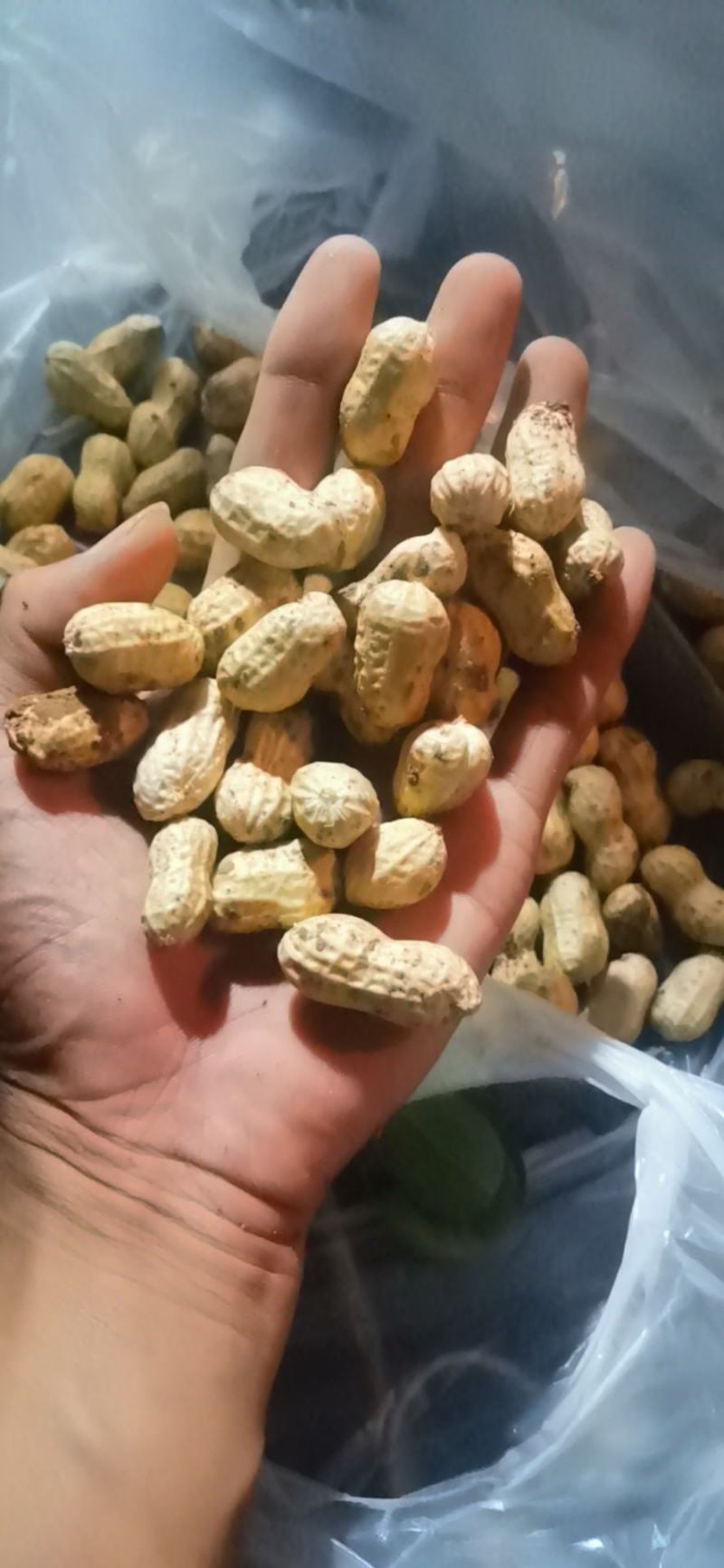 精品鲜花生电电商直供量供应长期有货，货源稳定