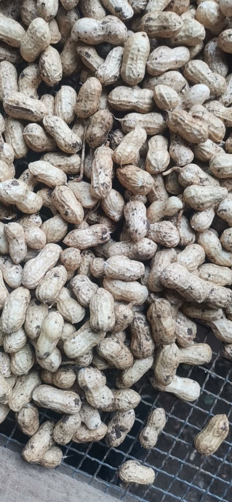 精品鲜花生电电商直供量供应长期有货，货源稳定