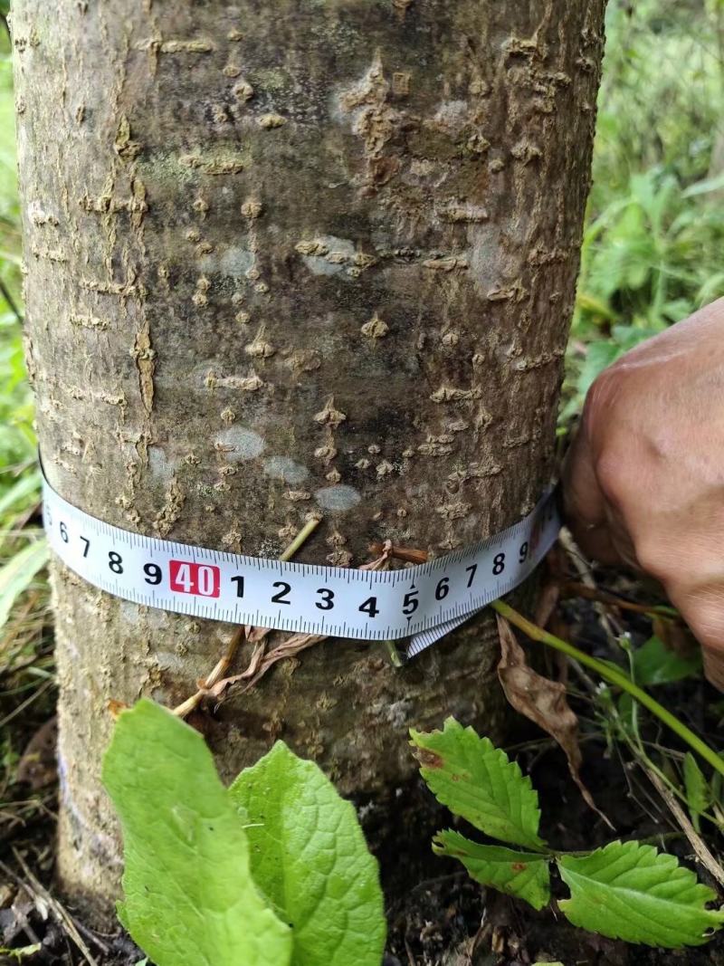 达20版药典标准川黄柏种苗