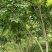达20版药典标准川黄柏种苗
