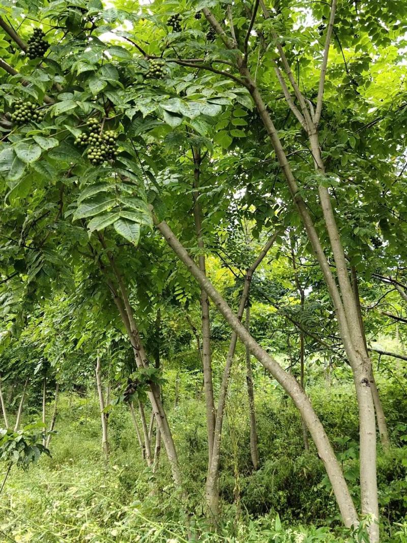 达20版药典标准川黄柏种苗