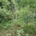 达20版药典标准川黄柏种苗