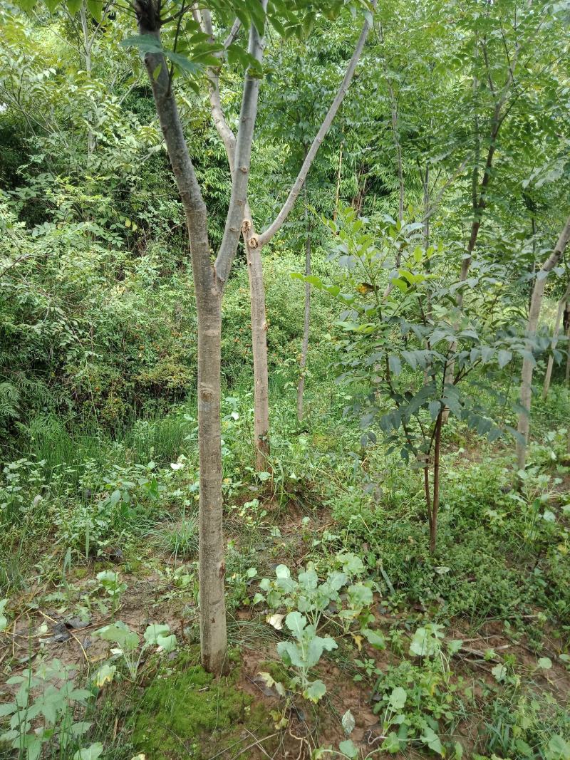 达20版药典标准川黄柏种苗