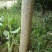 达20版药典标准川黄柏种苗