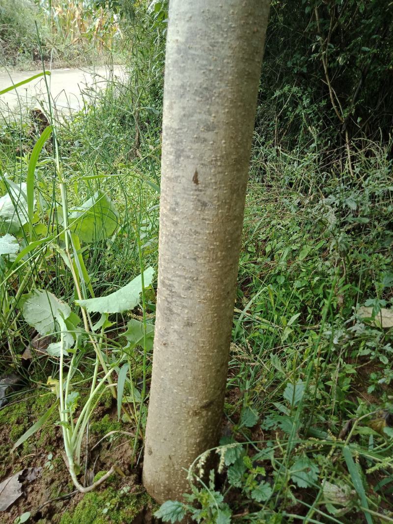 达20版药典标准川黄柏种苗
