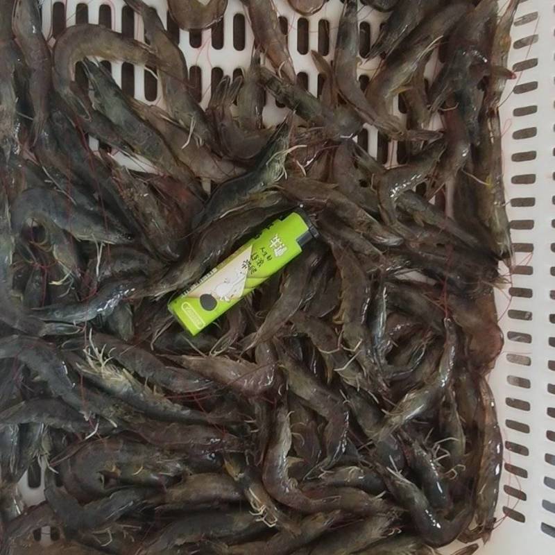 活冻国产明虾，全规格