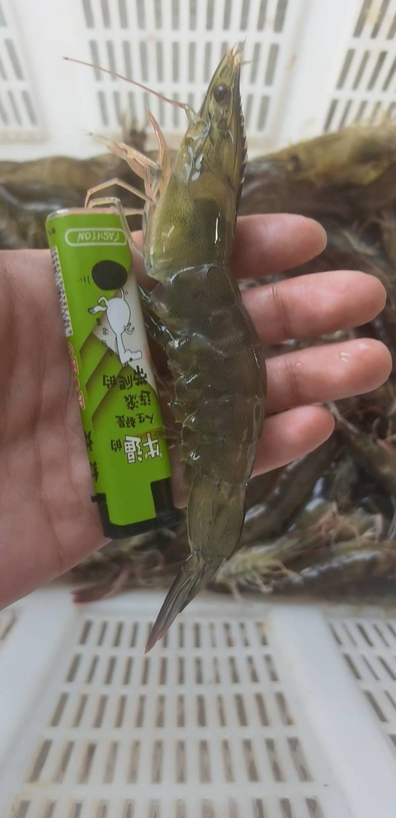 活冻国产明虾，全规格