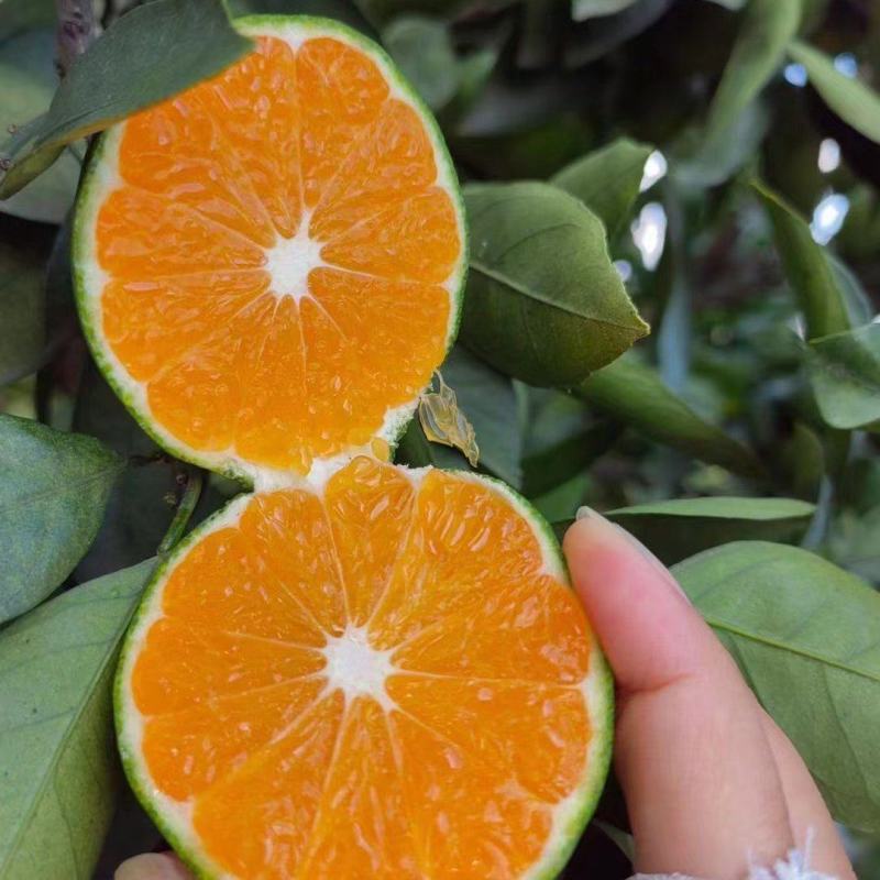 云南高山蜜橘有机柑橘阳光充足果味浓郁