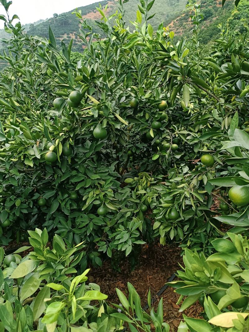 云南高山蜜橘有机柑橘阳光充足果味浓郁