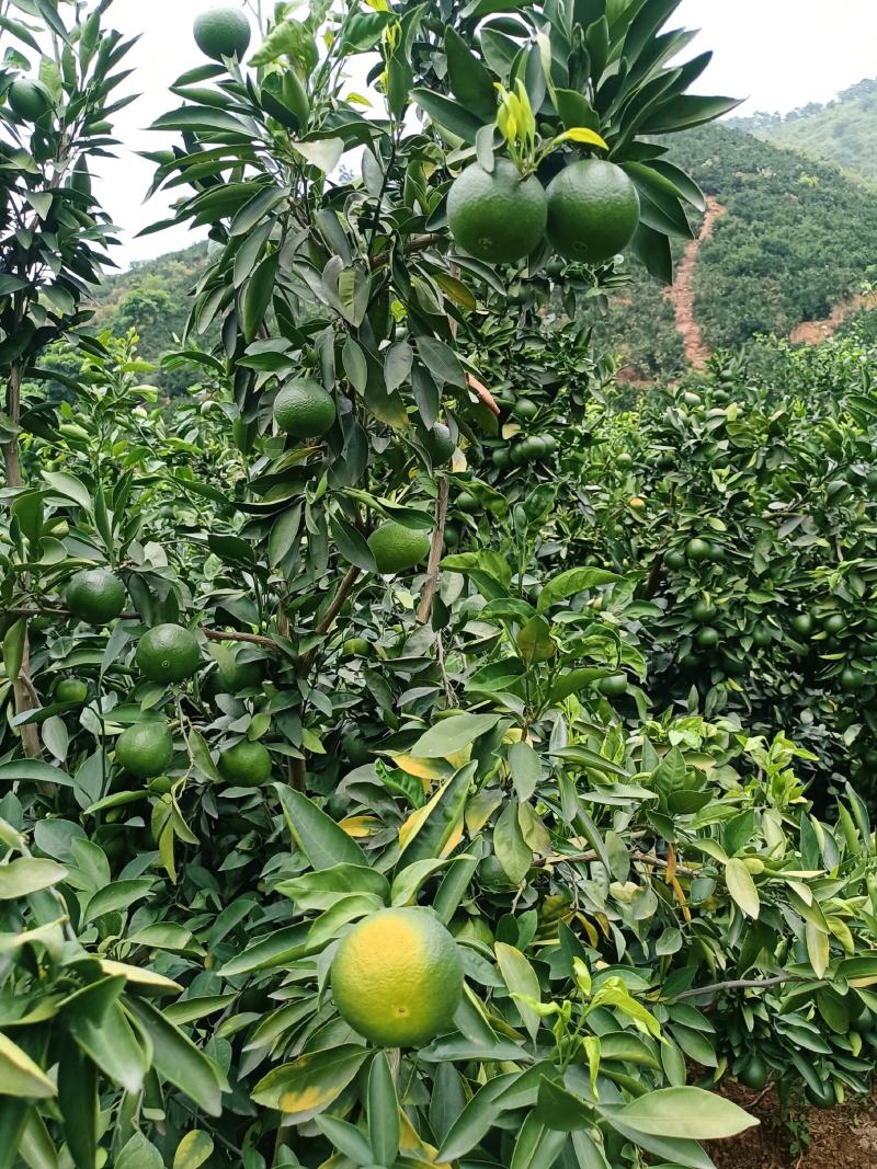 云南高山蜜橘有机柑橘阳光充足果味浓郁