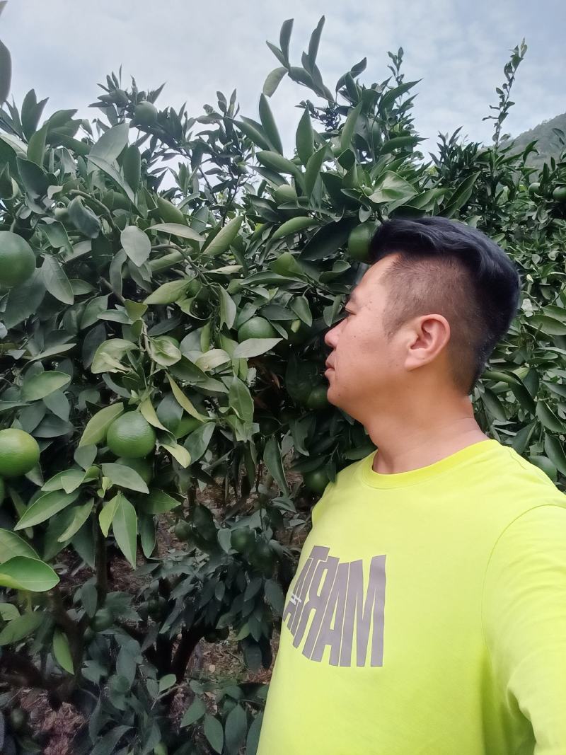 云南高山蜜橘有机柑橘阳光充足果味浓郁