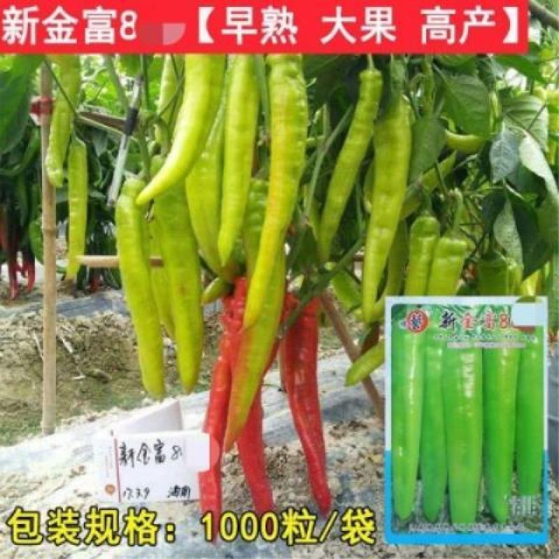 豫艺新金富8号黄皮羊角椒种子早熟高产抗病果色靓丽后期果不