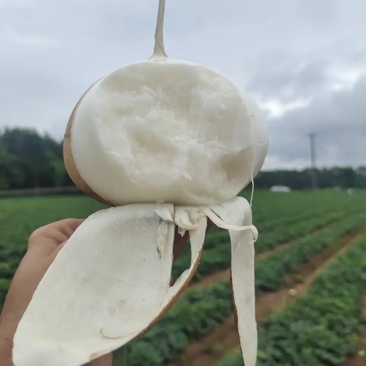 广西南宁凉薯