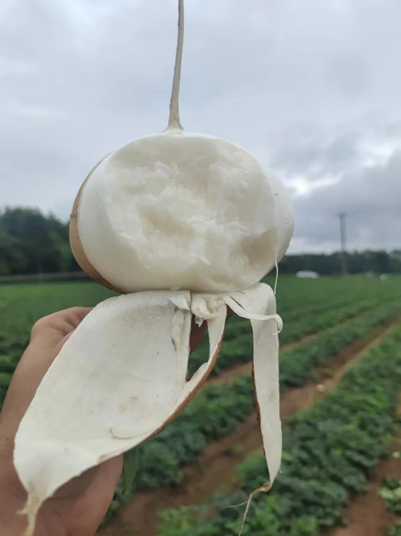 广西南宁凉薯
