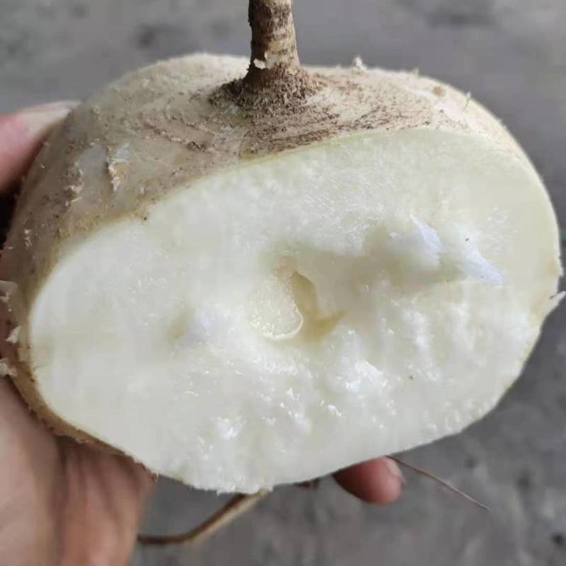 广西南宁凉薯