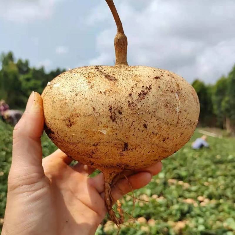 广西南宁凉薯