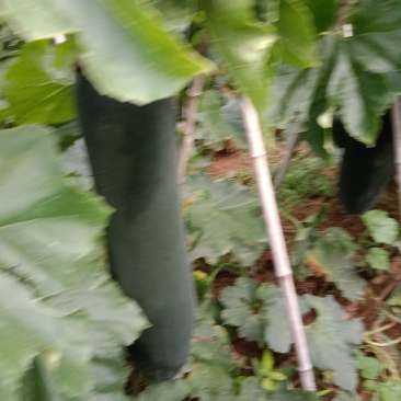 黑皮冬瓜