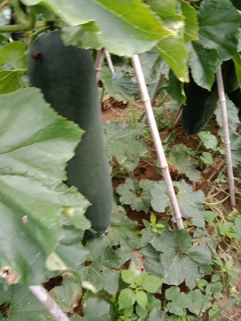 黑皮冬瓜