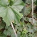黑皮冬瓜