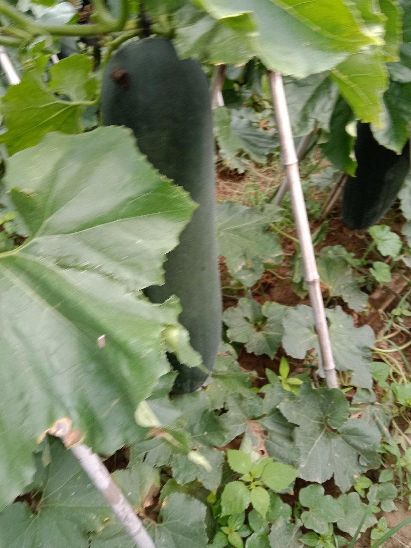 黑皮冬瓜