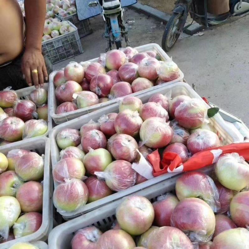 红露苹果产地批发红露苹果大量上市一手货源全国发货