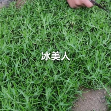 山东淄博冰山美人产地直销量大从优欢迎致电合作