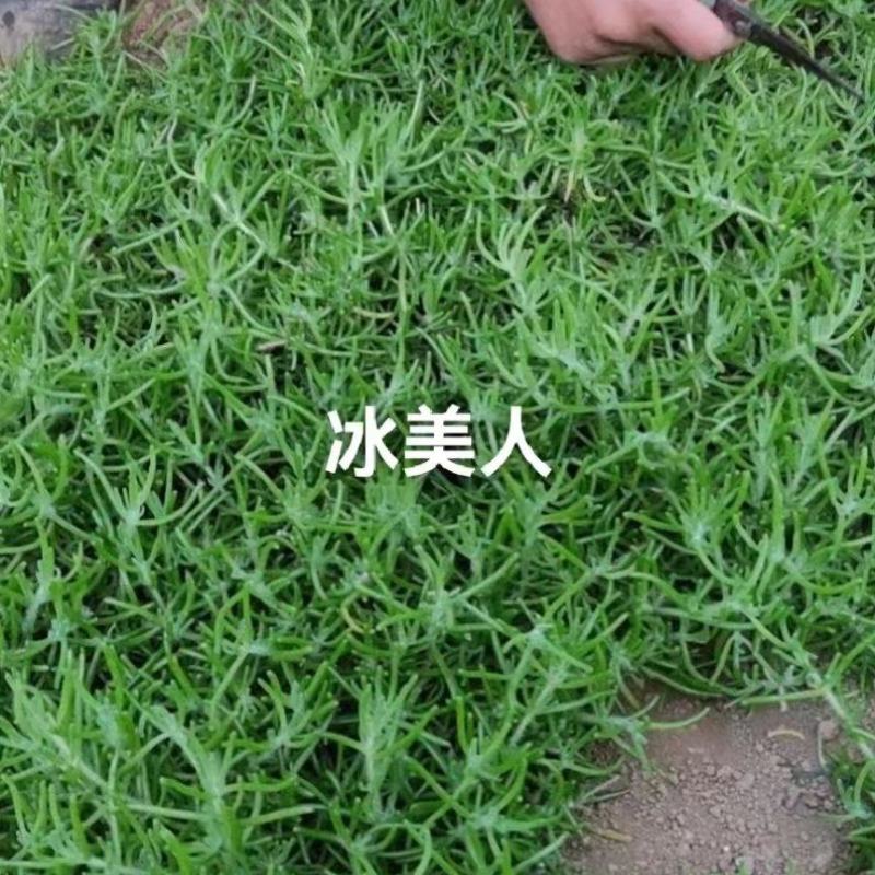 山东淄博冰山美人产地直销量大从优欢迎致电合作