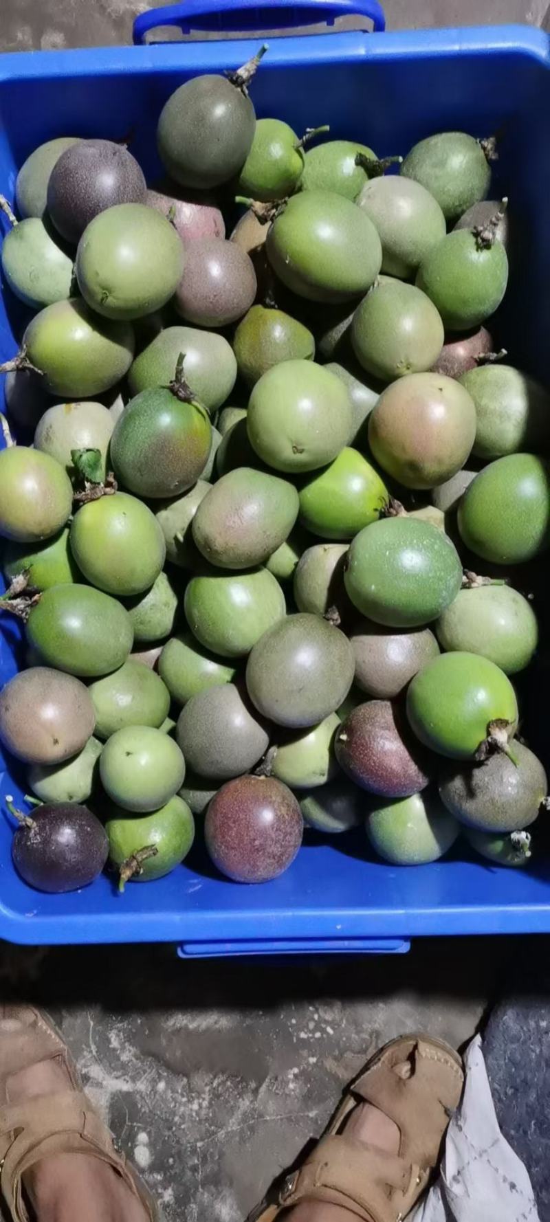 百香果