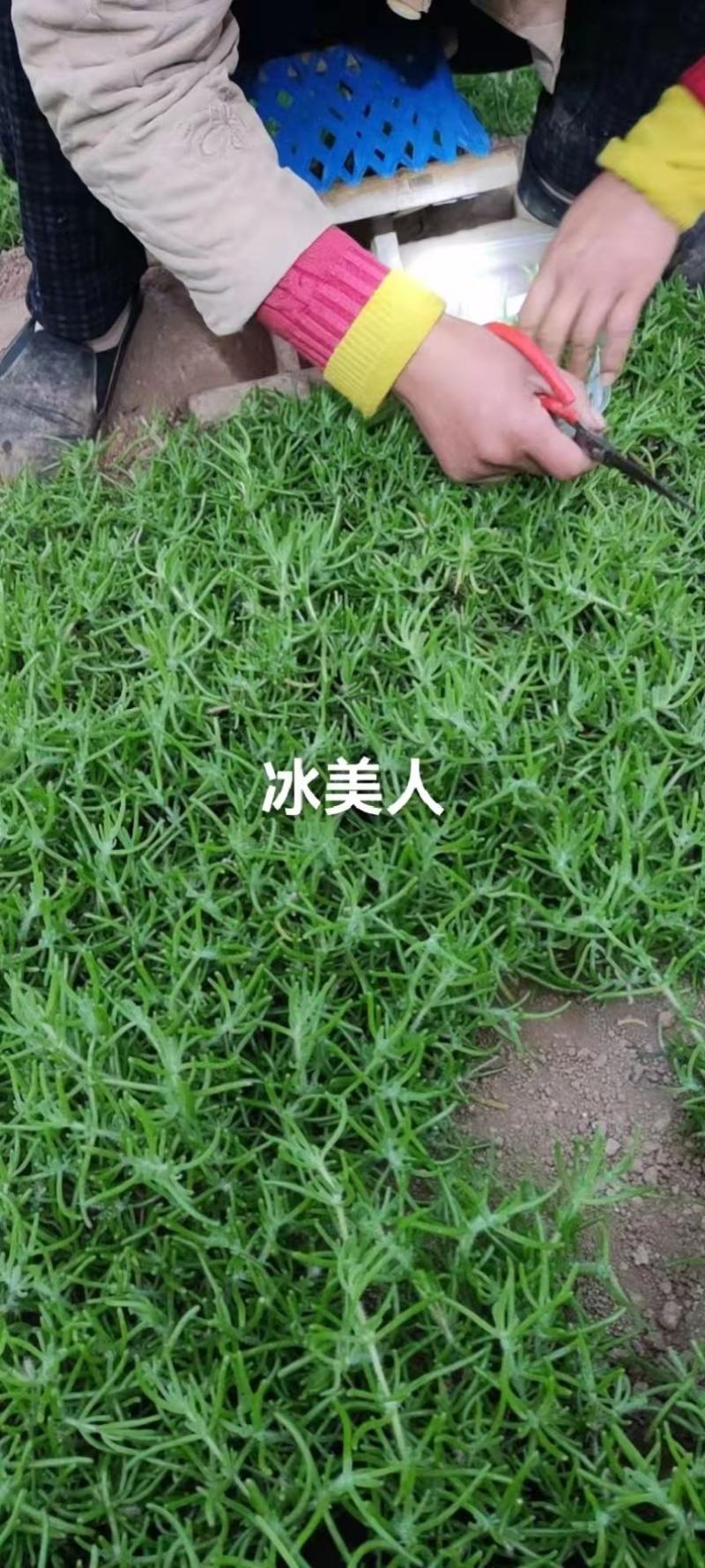 山东淄博冰山美人产地直销量大从优欢迎致电合作