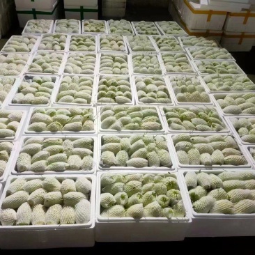 山东淄博白苦瓜产地直销量大从优对接各大商超平台